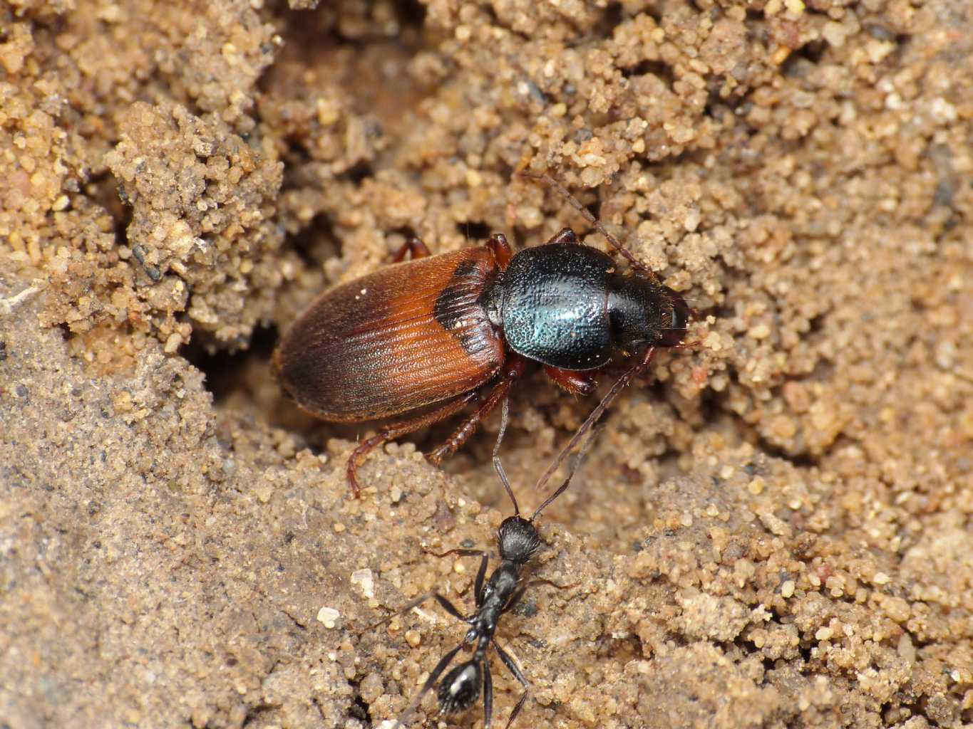 Gynandromorphus etruscus